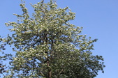 Enlarge photo 761