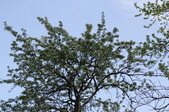 Enlarge photo 762