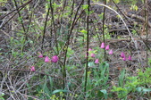 Enlarge photo 763