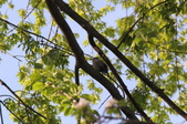 Enlarge photo 775