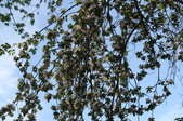 Enlarge photo 776