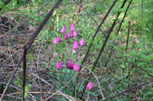 Enlarge photo 784