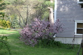 Enlarge photo 785