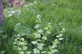 Enlarge photo 787