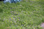 Enlarge photo 788