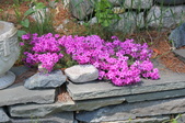 Enlarge photo 793