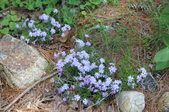Enlarge photo 796