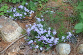 Enlarge photo 797