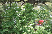 Enlarge photo 800