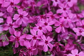 Enlarge photo 805