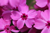 Enlarge photo 807