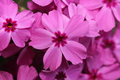 Enlarge photo 810