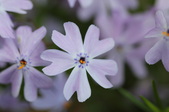Enlarge photo 815
