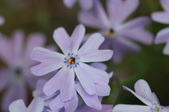 Enlarge photo 817