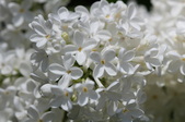 Enlarge photo 818