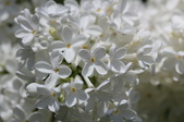 Enlarge photo 820