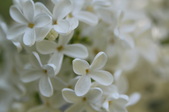 Enlarge photo 821
