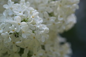 Enlarge photo 822