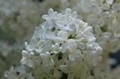 Enlarge photo 823