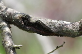 Enlarge photo 824