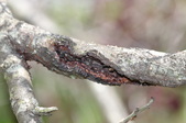Enlarge photo 825