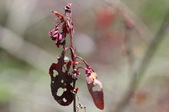 Enlarge photo 826