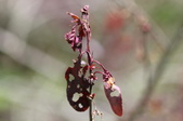 Enlarge photo 827