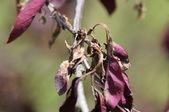 Enlarge photo 829