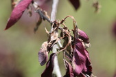 Enlarge photo 830