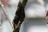 Enlarge photo 833