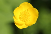 Enlarge photo 847