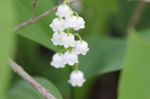 Enlarge photo 871