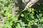 Enlarge photo 885