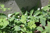 Enlarge photo 887