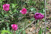 Enlarge photo 894