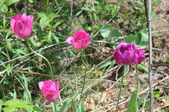 Enlarge photo 895