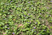 Enlarge photo 897