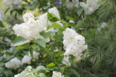 Enlarge photo 899
