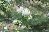 Enlarge photo 901