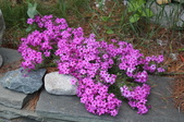Enlarge photo 904