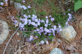 Enlarge photo 907