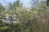 Enlarge photo 908