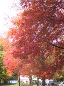 Enlarge photo 222