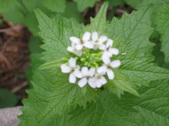 Enlarge photo 224