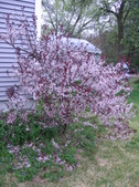 Enlarge photo 230