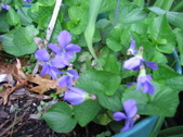 Enlarge photo 231