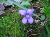 Enlarge photo 237