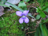 Enlarge photo 238