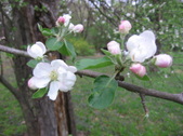 Enlarge photo 239