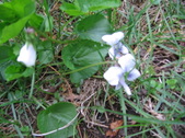 Enlarge photo 247